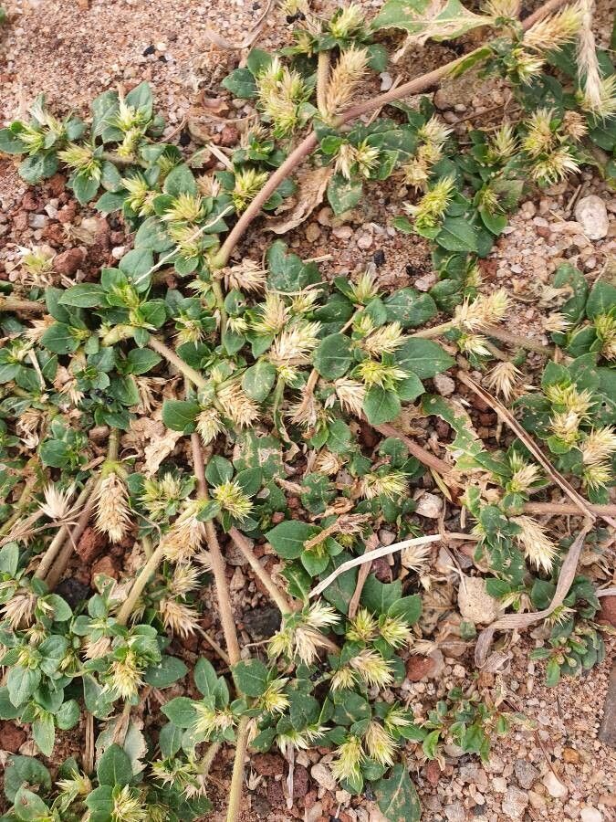 Alternanthera pungens fruit