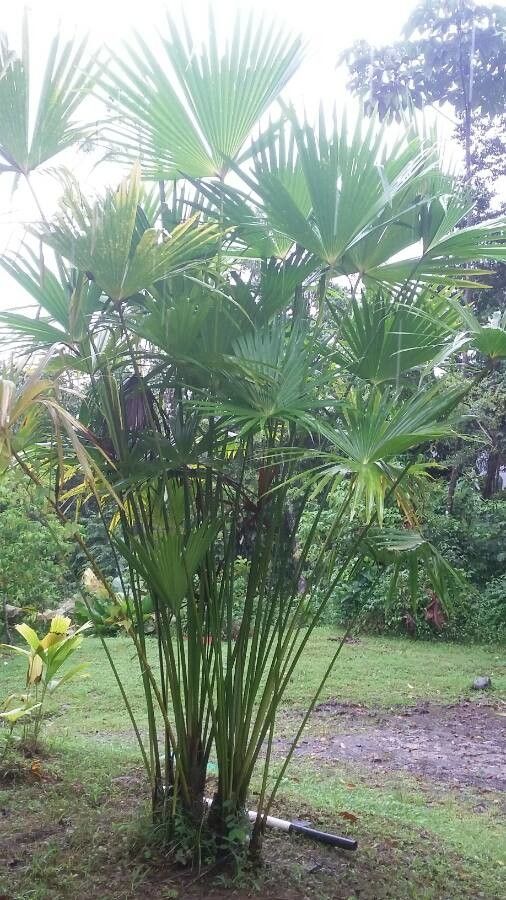 Carludovica palmata — search result for 'Panama'