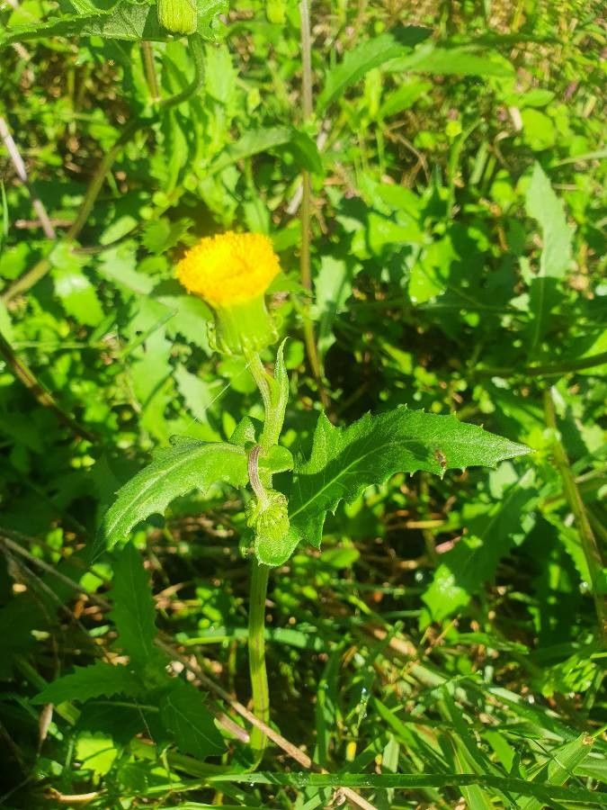 Crassocephalum picridifolium flower