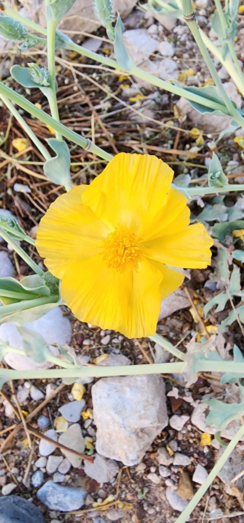 Glaucium vitellinum flower