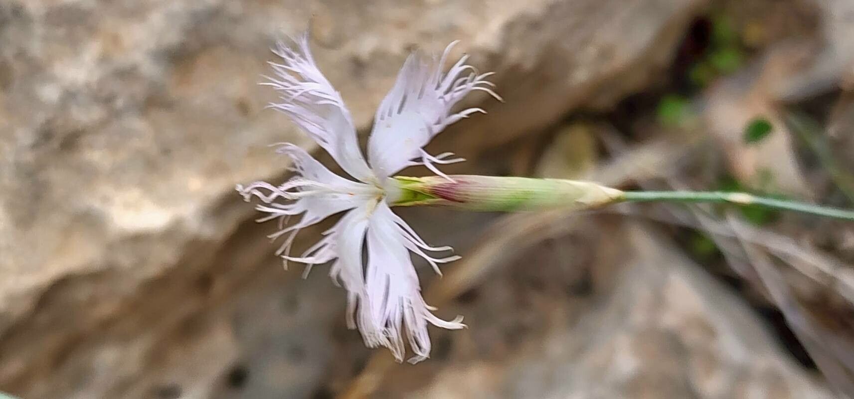 Dianthus austroiranicus flower