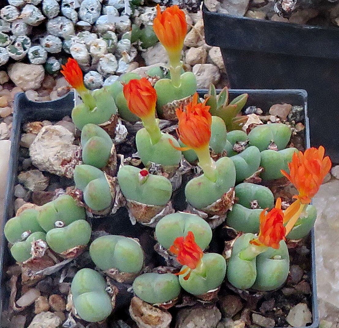 Conophytum jucundum flower