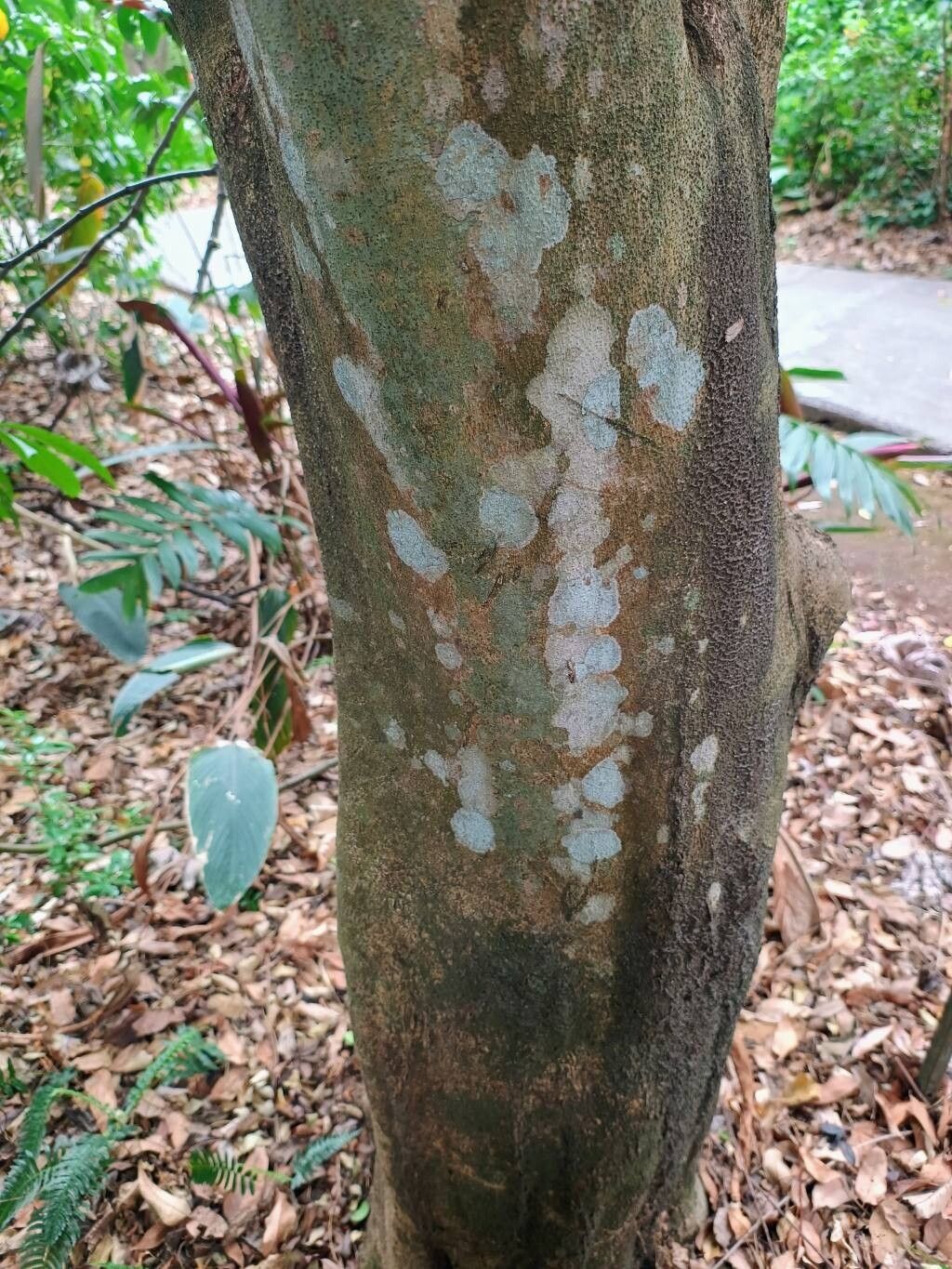 Guapira costaricana habit