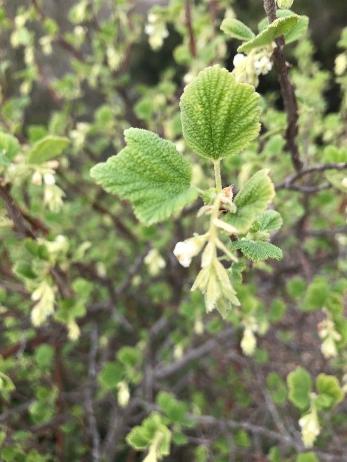 Ribes indecorum — search result for 'Ribes'
