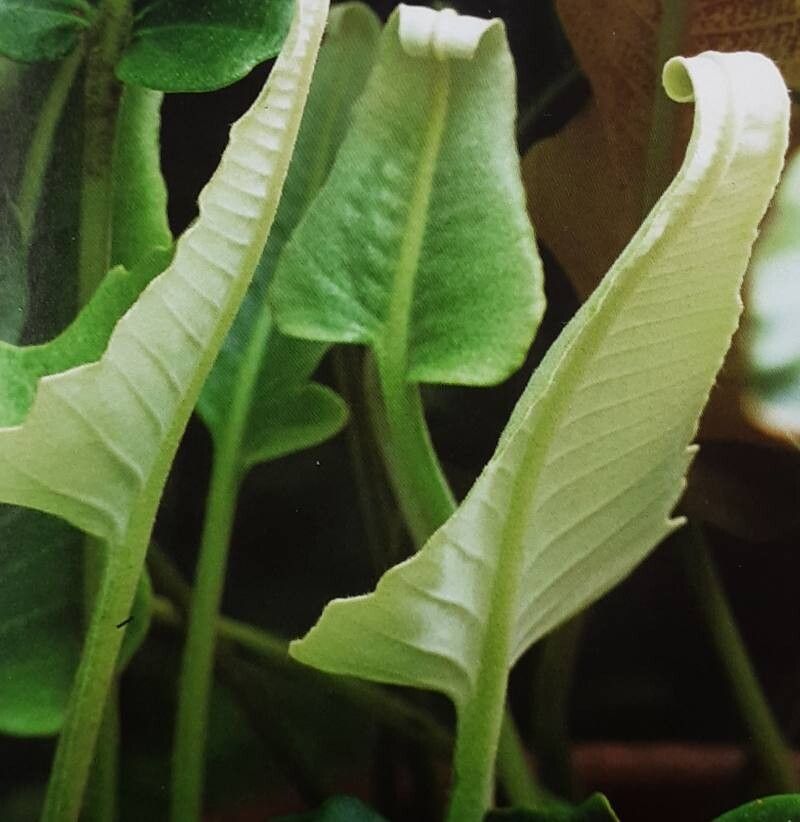 Pyrrosia sheareri — houseplant care guide