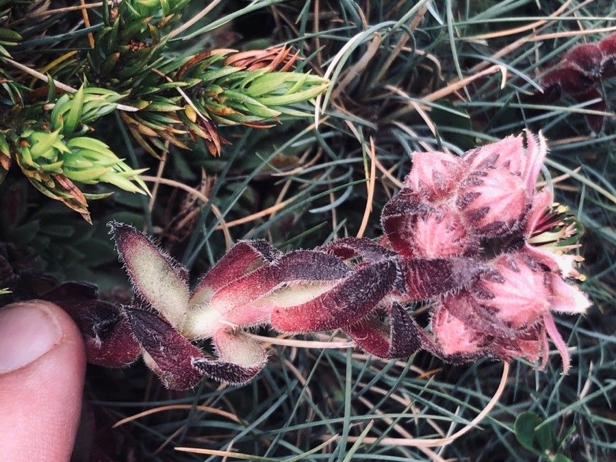 Sempervivum vicentei — search result for 'Sempervivum'