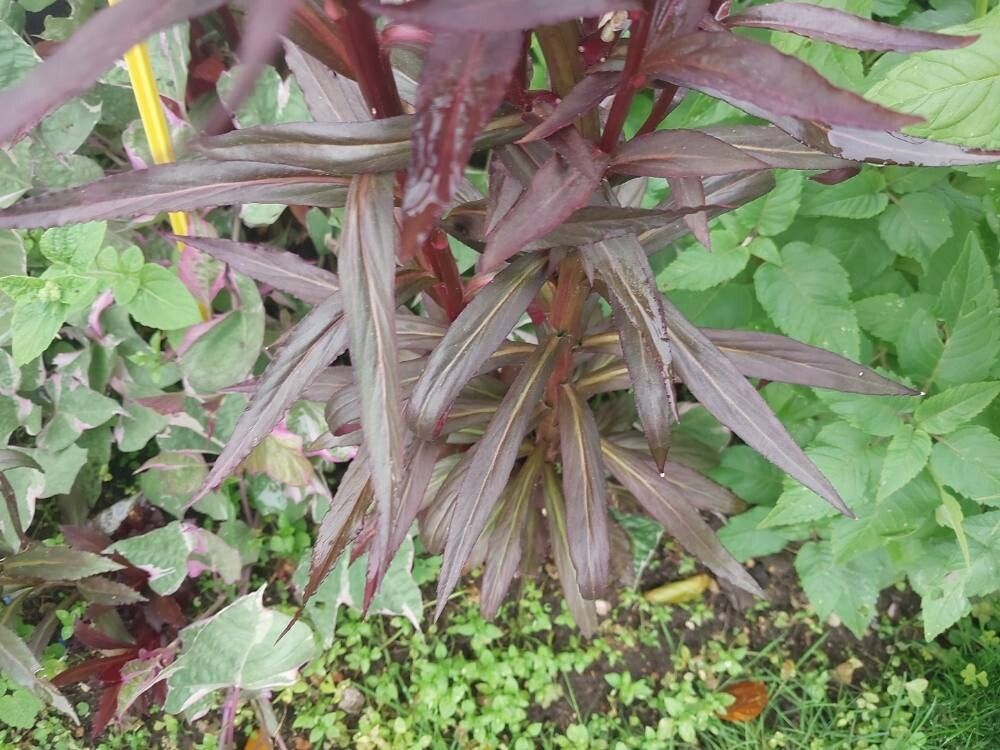 Lobelia fulgens — search result for 'Southeastern Canada'