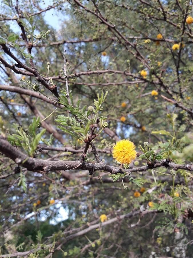 Vachellia erioloba flower