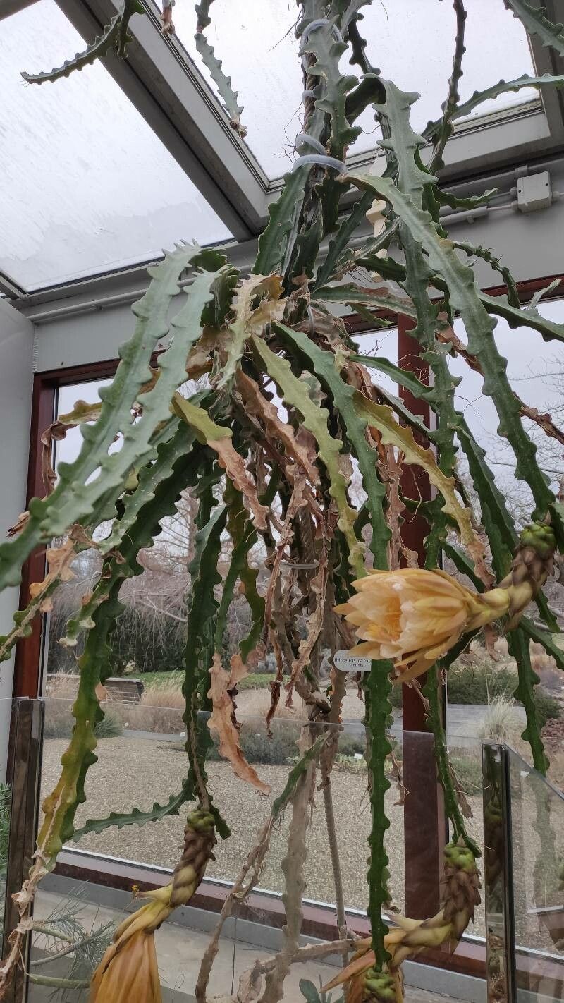 Selenicereus calcaratus habit