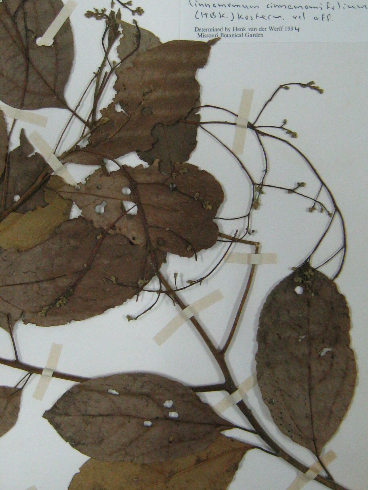 Cinnamomum triplinerve flower