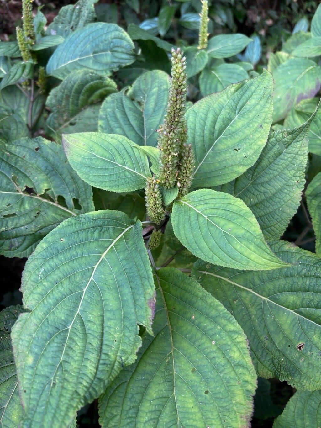 Elsholtzia flava flower