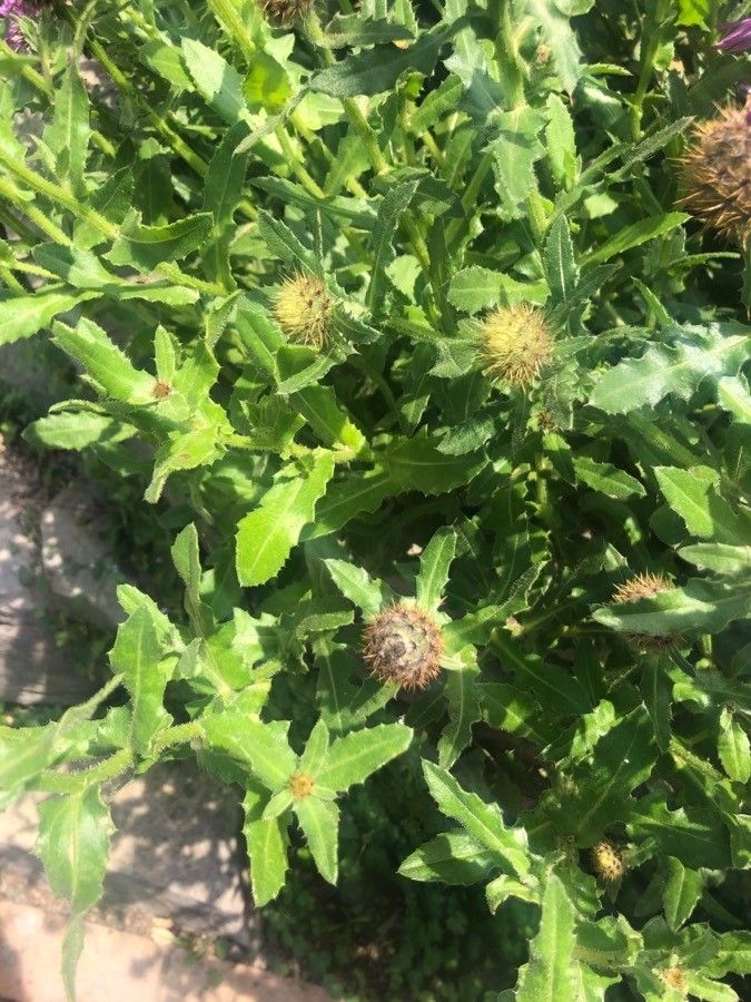 Centaurea sphaerocephala leaf