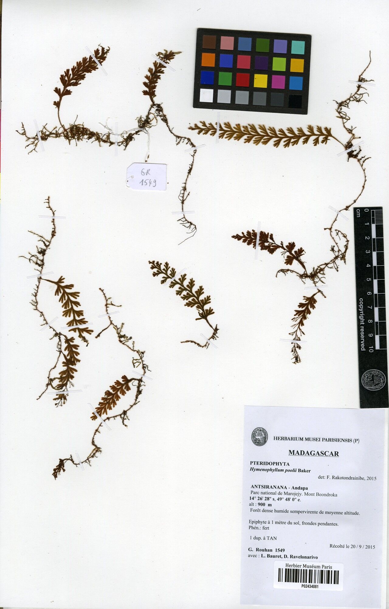 Hymenophyllum poolii — houseplant care guide