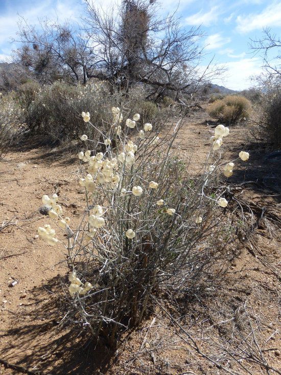 Salazaria mexicana habit