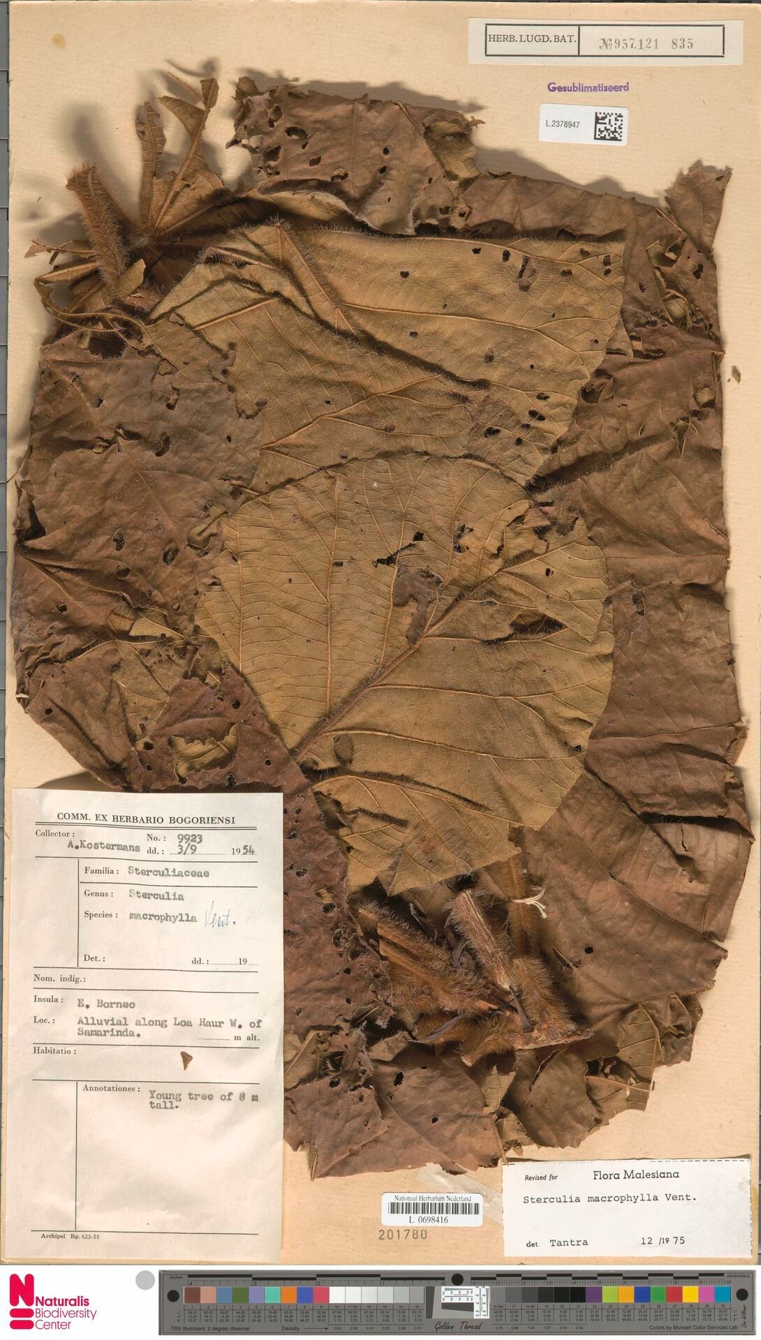 Sterculia macrophylla — search result for 'Sterculia'