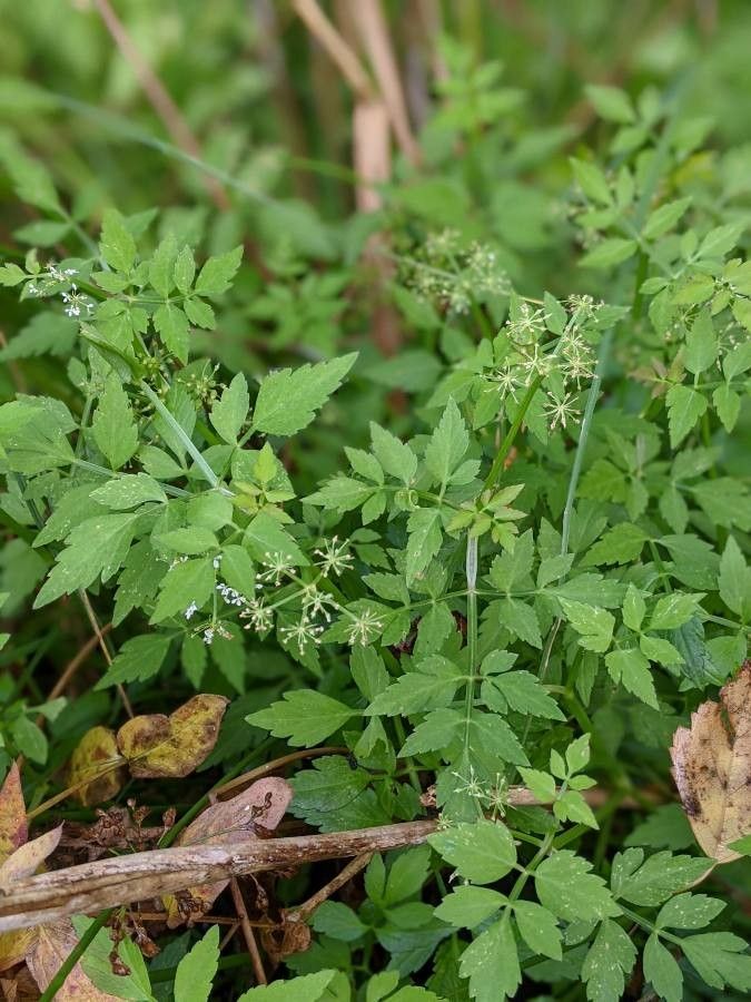 Oenanthe javanica habit