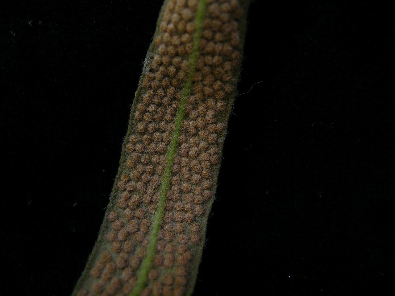 Pyrrosia stenophylla leaf