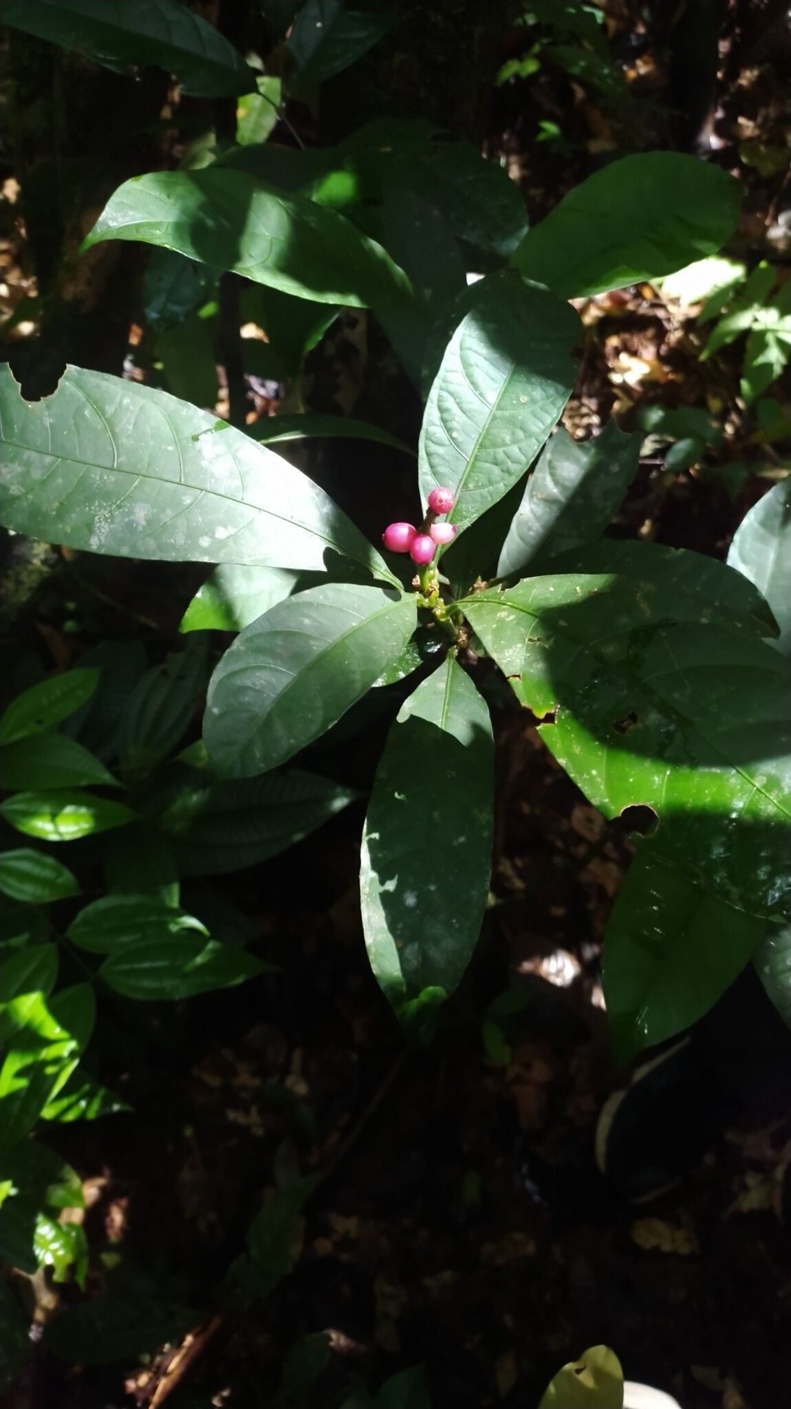 Carapichea adinantha — related species from the same genus