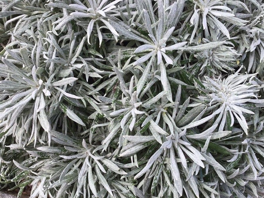 Helichrysum orientale leaf
