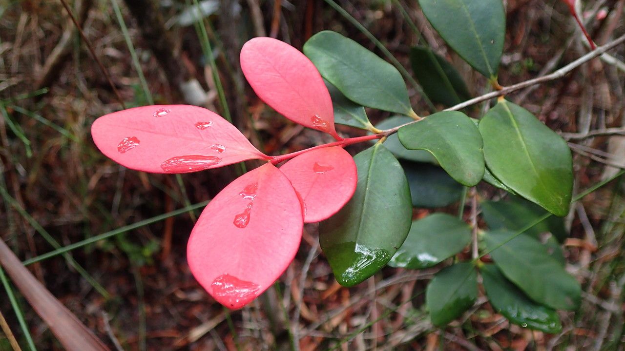 Eugenia brongniartiana — houseplant care guide