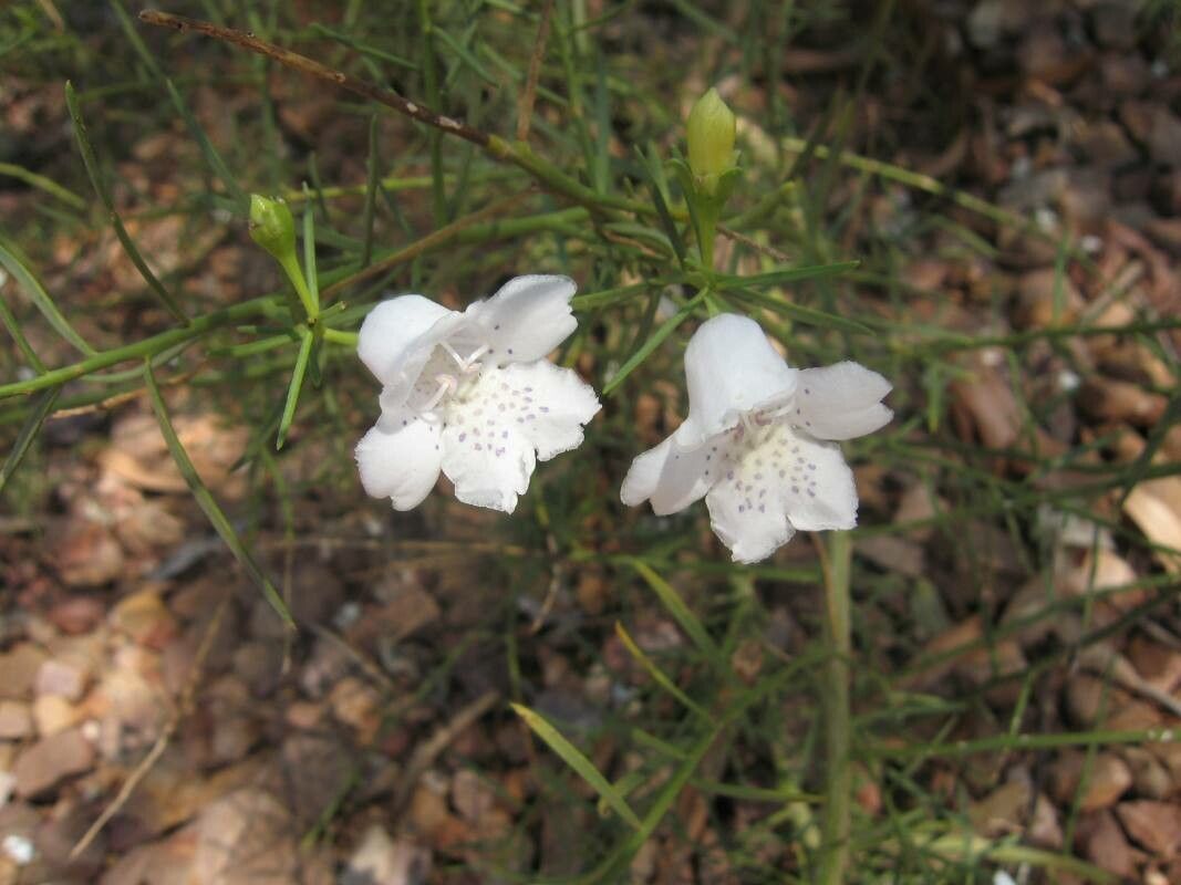 Eremophila bignoniflora — related species from the same genus