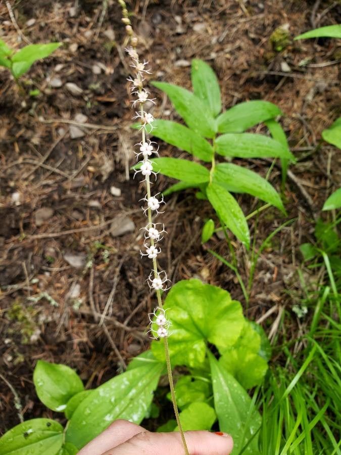 Mitella stauropetala flower
