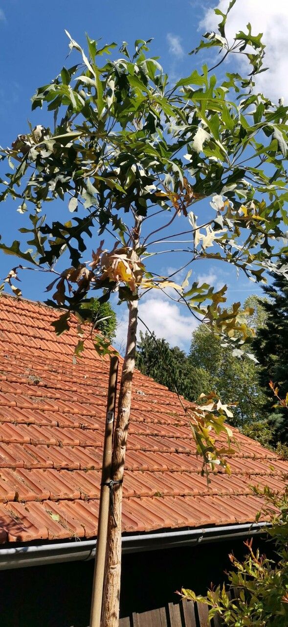 Cussonia paniculata habit