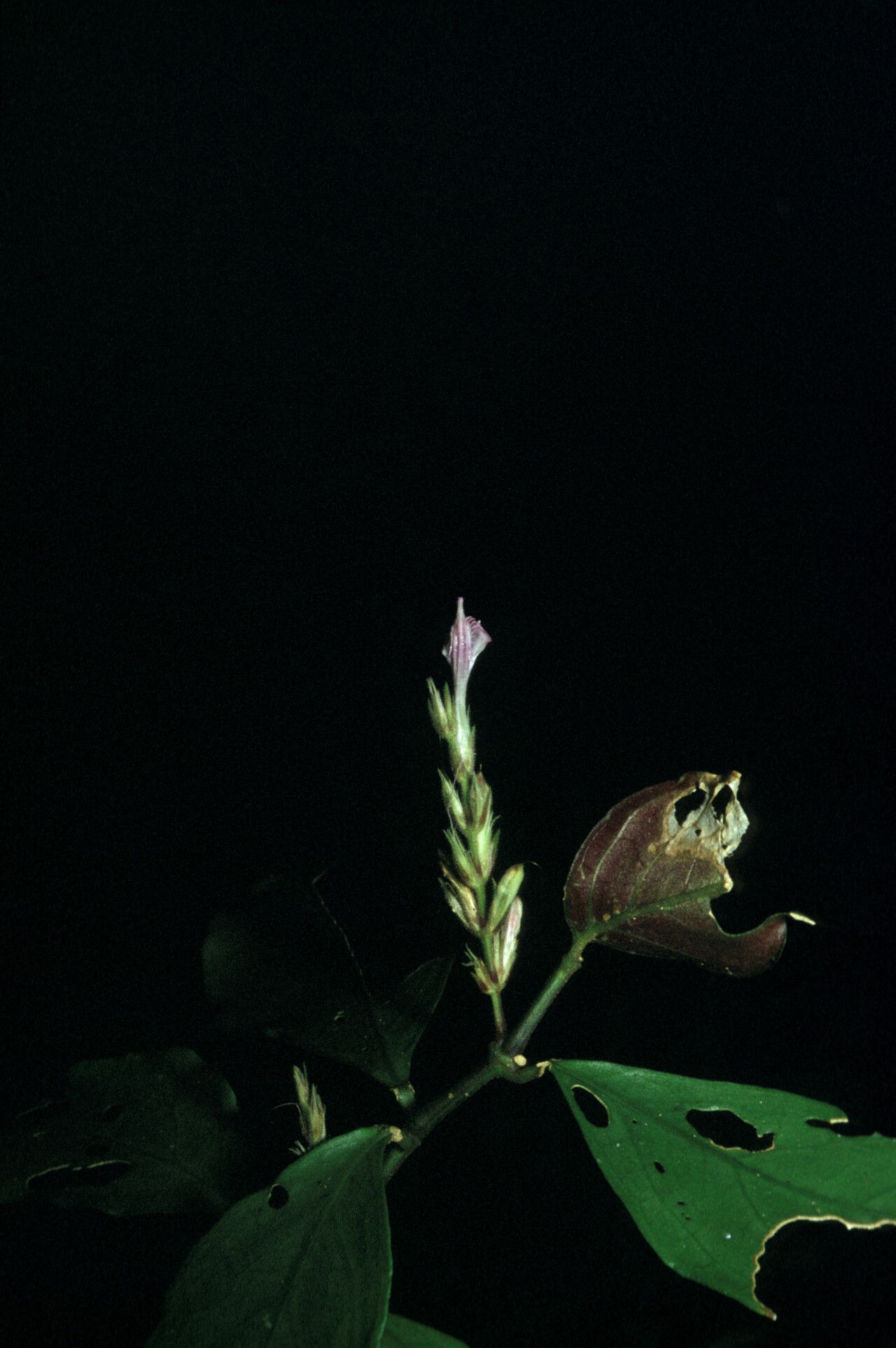 Justicia prevostiae — houseplant care guide