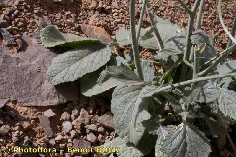 Crambe kralikii habit