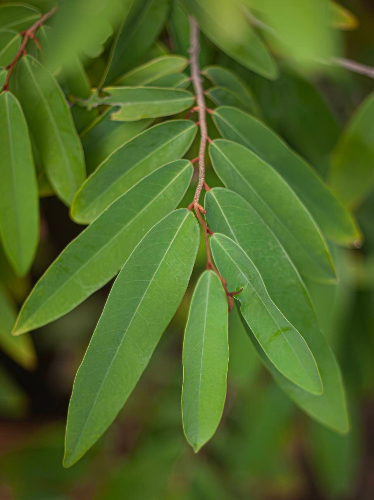 Uvaria siamensis — houseplant care guide