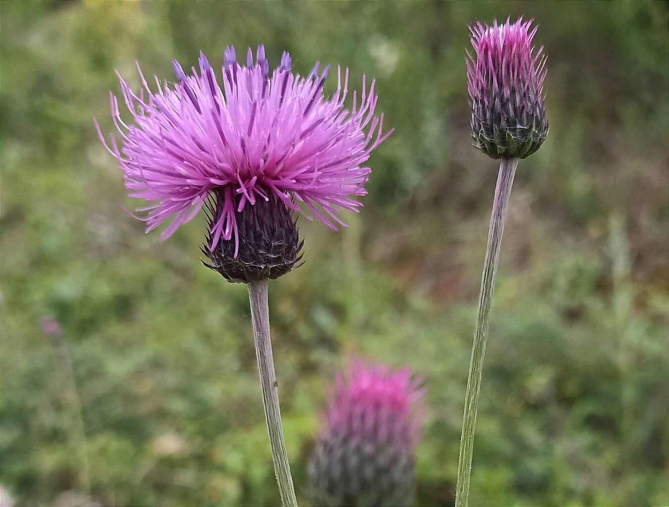 Carduus collinus flower