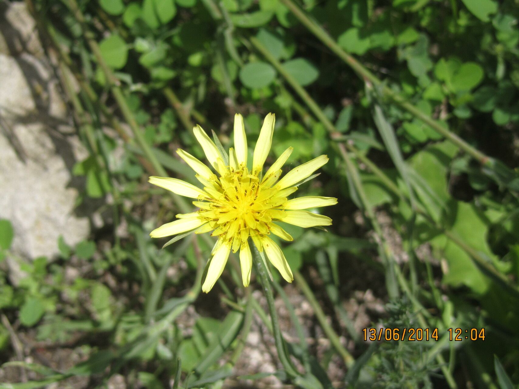Tragopogon reticulatus — search result for 'Tragopogon'