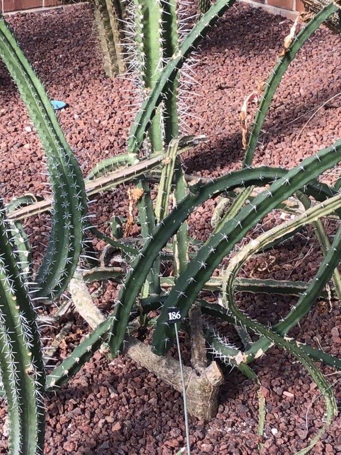 Harrisia tortuosa leaf
