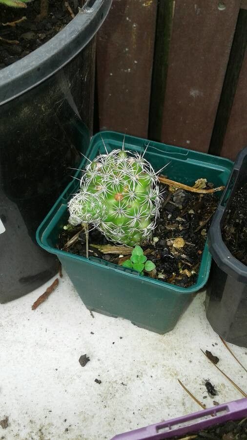 Maihueniopsis ovata other