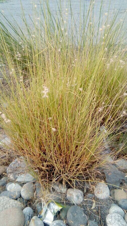 Melica persica flower