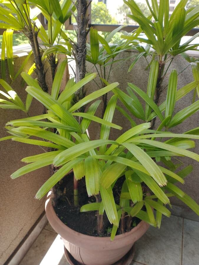 Rhapis excelsa
