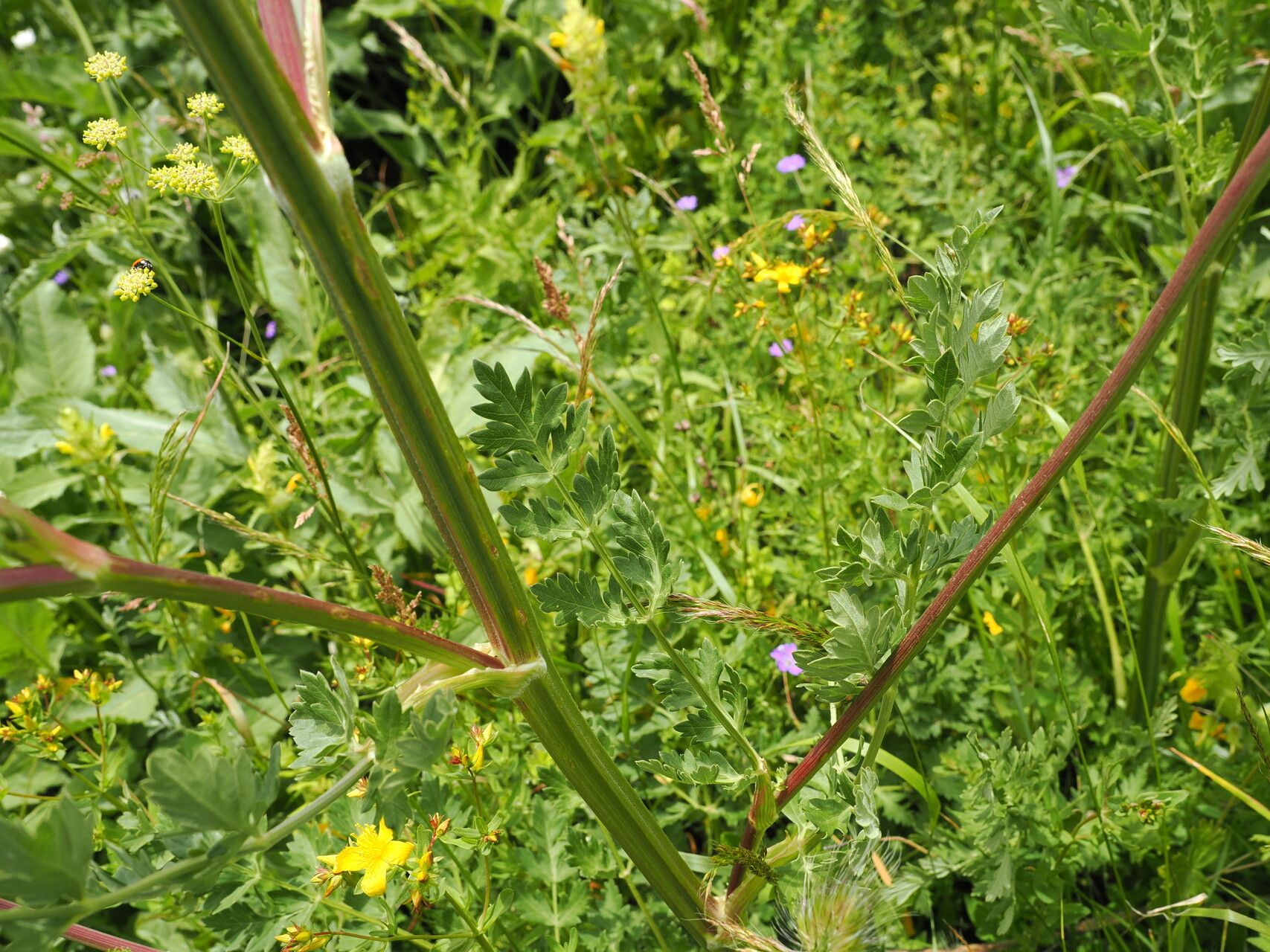 Pimpinella rhodantha — search result for 'Pimpinella'