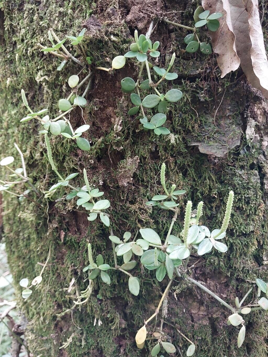 Peperomia retusa habit