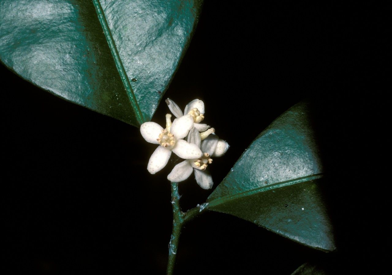 Atalantia wightii flower