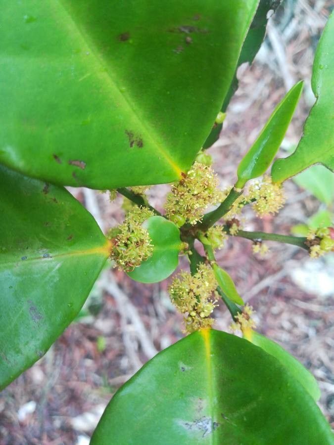 Phyllanthus unifoliatus flower