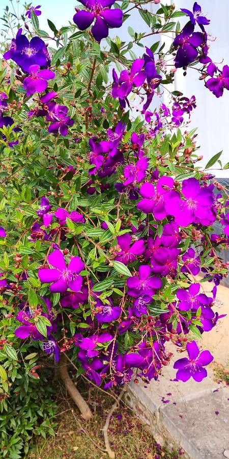 Tibouchina semidecandra habit