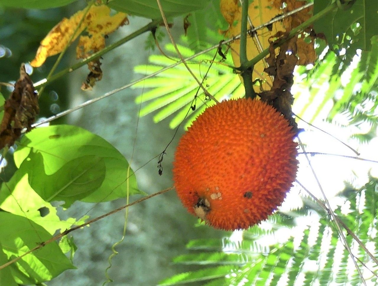 Momordica cochinchinensis fruit