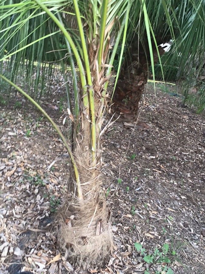 Parajubaea torallyi bark
