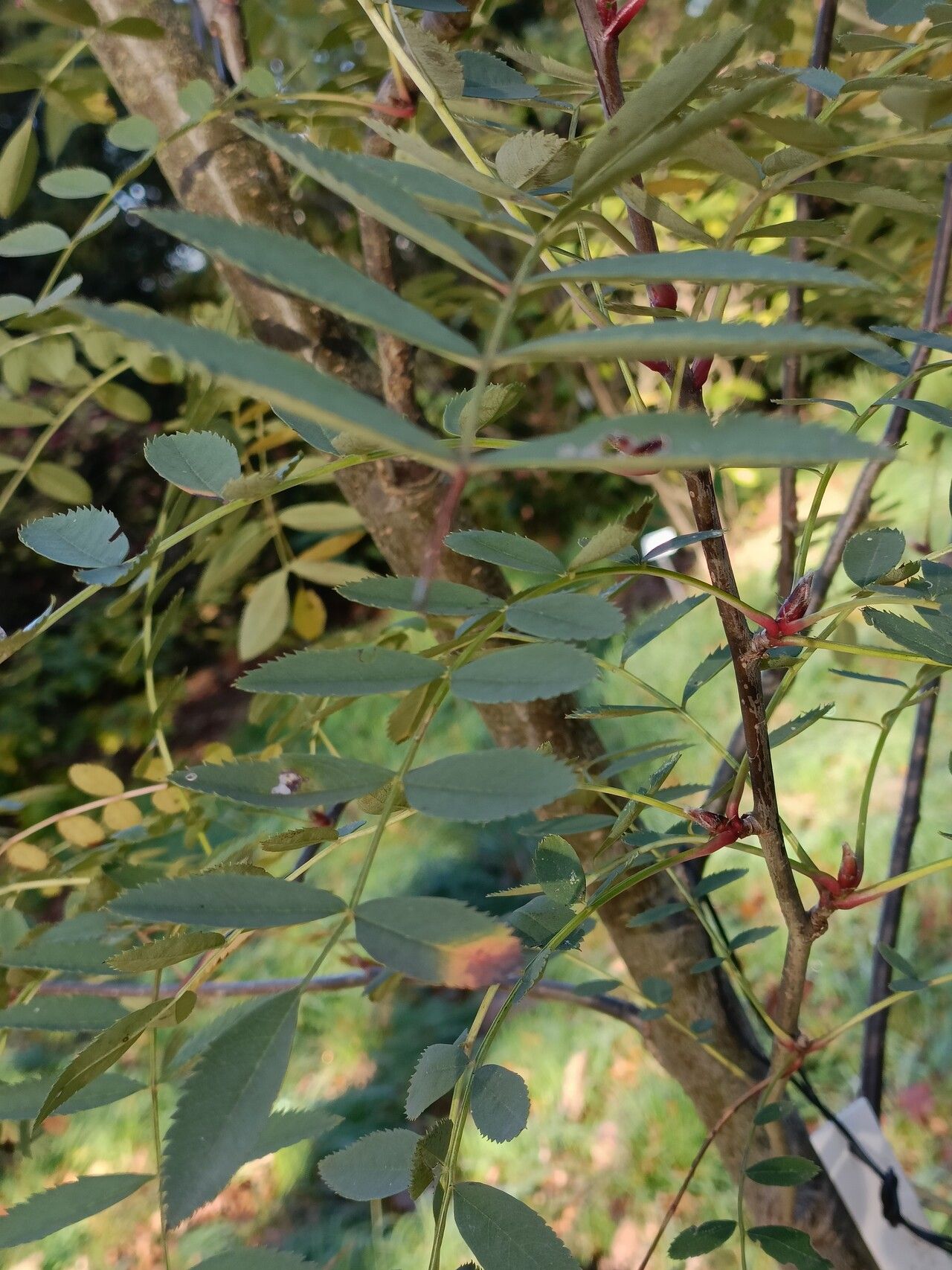 Sorbus ellipsoidalis — houseplant care guide