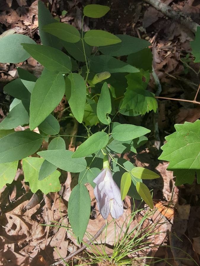 Clitoria mariana leaf