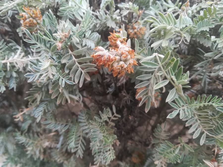 Anthyllis barba-jovis fruit