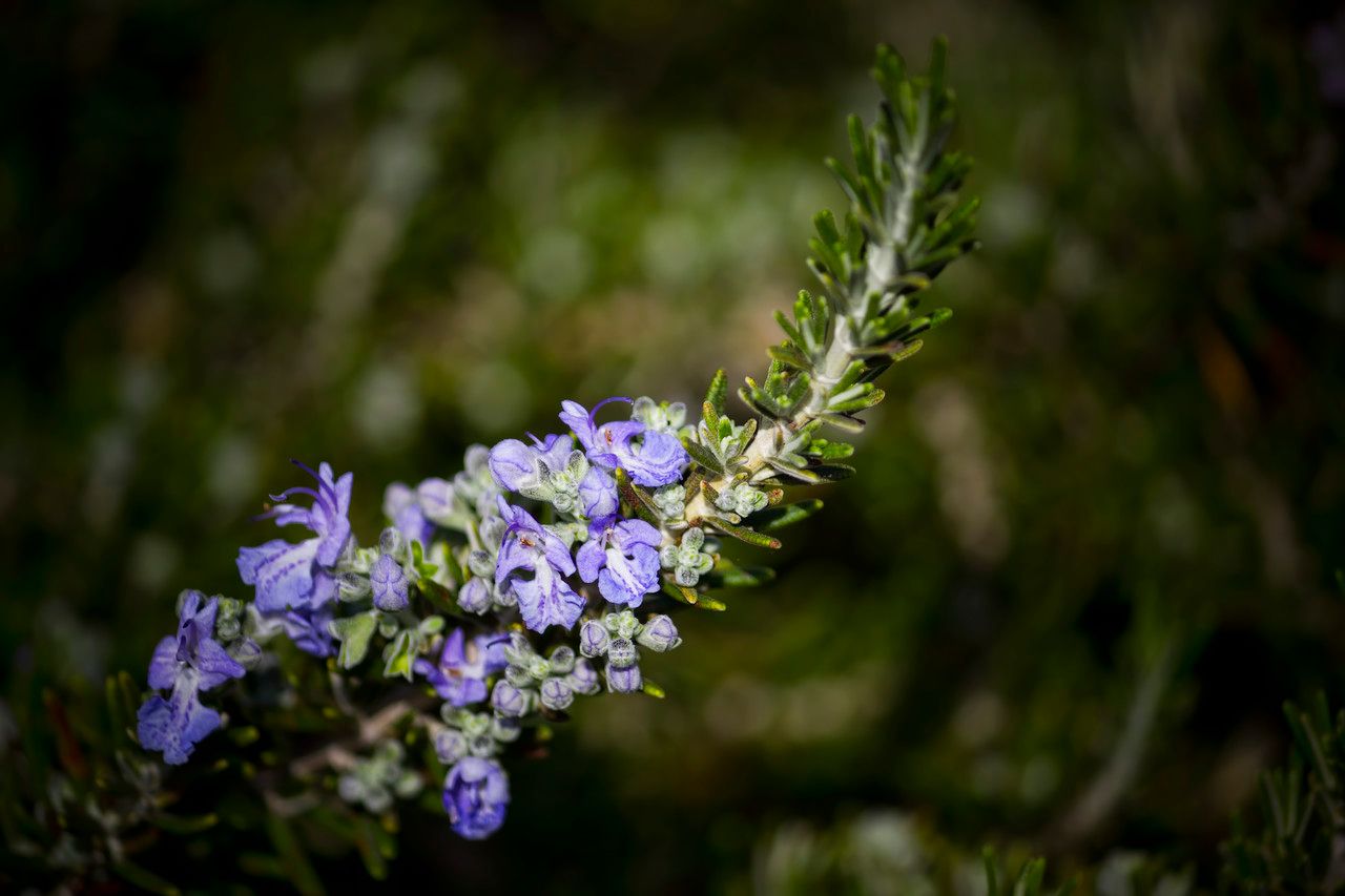 Rosmarinus eriocalyx bark