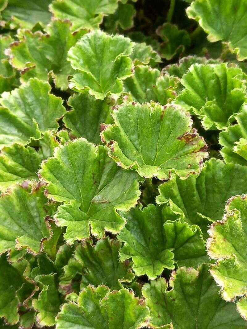 Gunnera magellanica leaf
