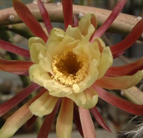 Acanthocereus fosterianus