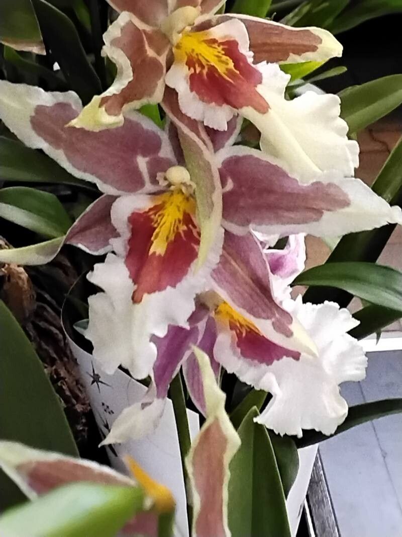 Oncidium crocidipterum flower